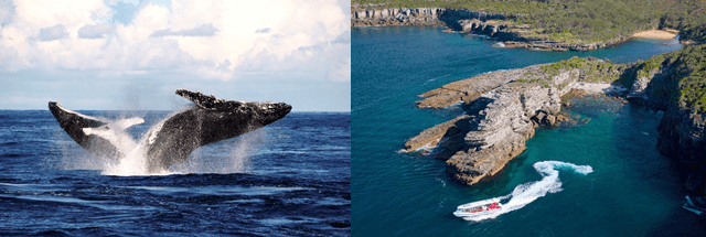 Check out the Top Whale Watching Spots in Sydney and NSW