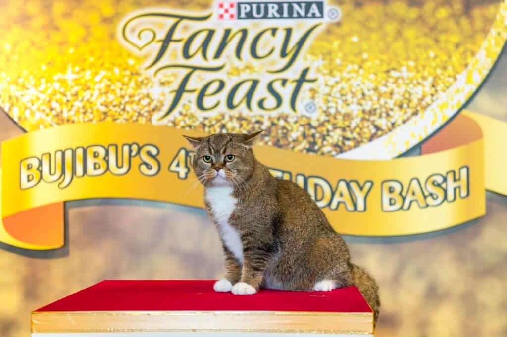 Bujibu Chempel, FANCY FEAST’s ambassador and Malaysia’s first celebrity cat celebrated his 4th birthday with FANCY FEAST at L’Espace