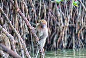 Mangrove Tour