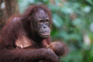 Pusat Rehabilitasi Orang Utan Sepilok