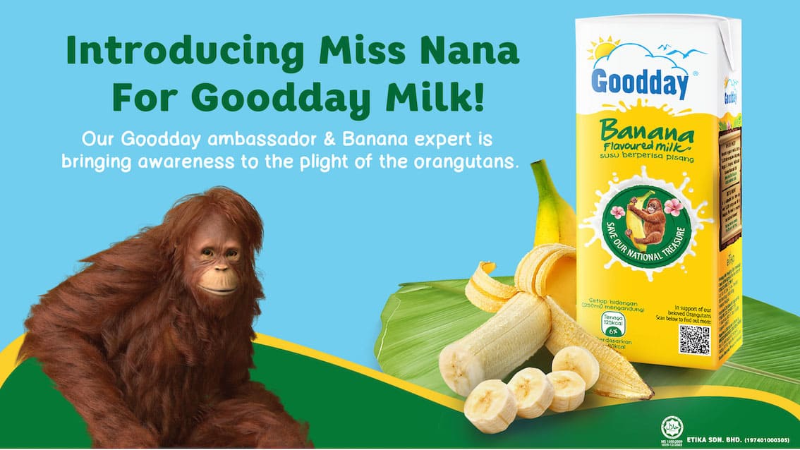 You are currently viewing Goodday Milk Embarks on a Mission to create awareness and educate Malaysians towards the preservation of Borneon orangutans