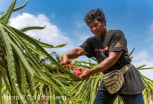 HL Dragon Fruit Eco Farm, Sepang