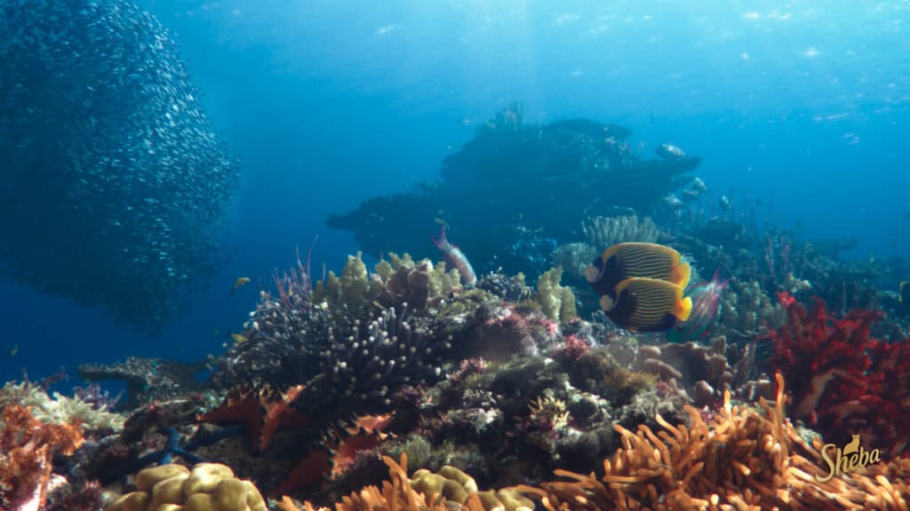 SHEBA® lancarkan Program Pemulihan Terumbu Karang Terbesar Di Dunia: Hope Reef