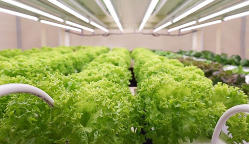 Sunway XFarms To Launch Largest Indoor Vertical Farm In Kuala Lumpur City Centre