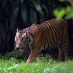 Hari Harimau Antarabangsa: Menyelamatkan Harimau Malaya Dari Ambang Kepupusan
