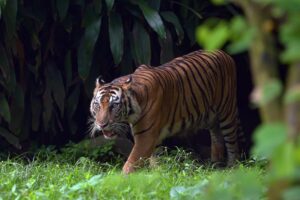 Read more about the article Hari Harimau Antarabangsa: Menyelamatkan Harimau Malaya Dari Ambang Kepupusan