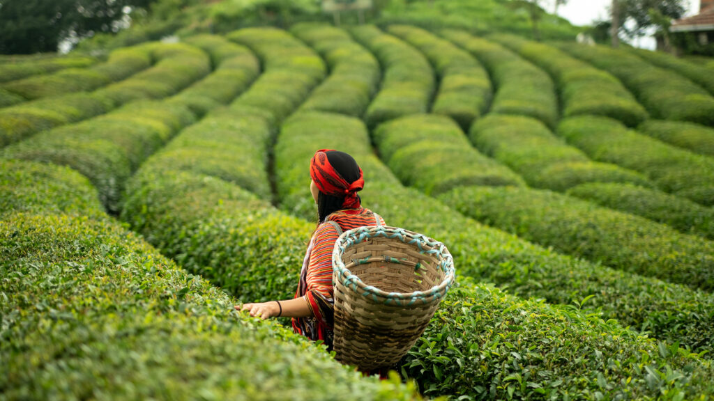 Nikmati Pengalaman Yang Tidak Dapat Dilupakan Tatkala Musim Menuai Teh,Minuman Paling Digemari di Türkiye