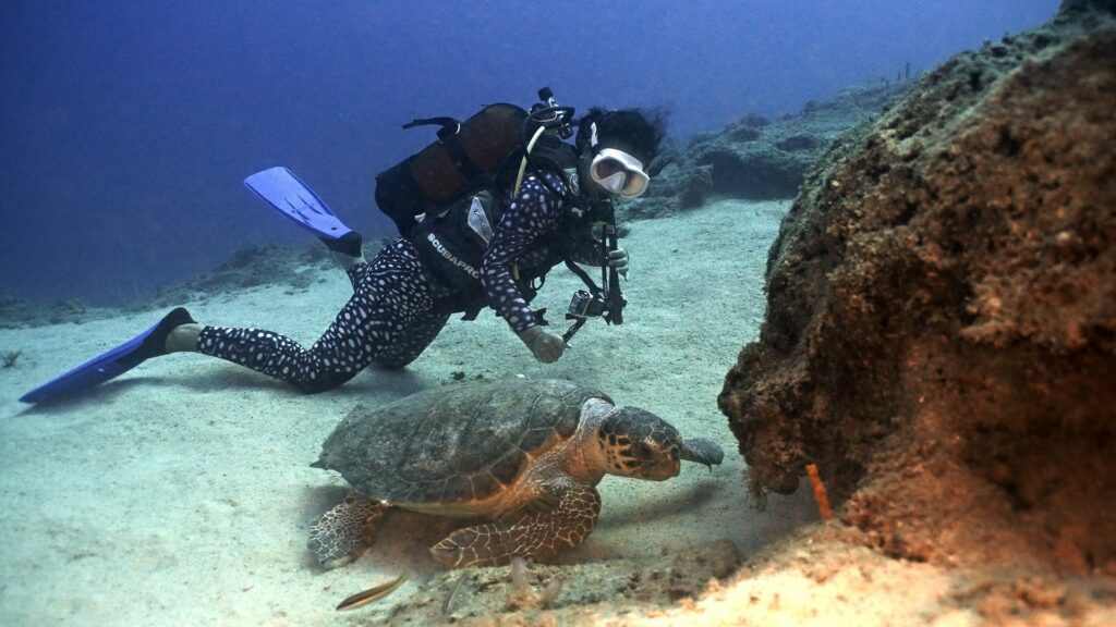 ‘Musim Caretta Caretta’ di Riviera Turki