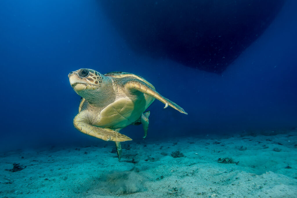 ‘Musim Caretta Caretta’ di Riviera Turki