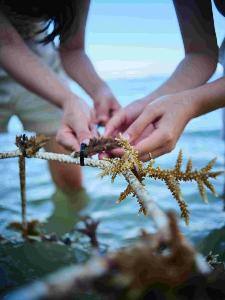 Villa Le Corail, A Gran Meliá Hotel – Formerly Known as Gran Meliá Nha Trang – Supports Coral Conversation in Vietnam