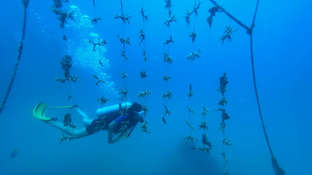 Villa Le Corail, A Gran Meliá Hotel – Formerly Known as Gran Meliá Nha Trang – Supports Coral Conversation in Vietnam