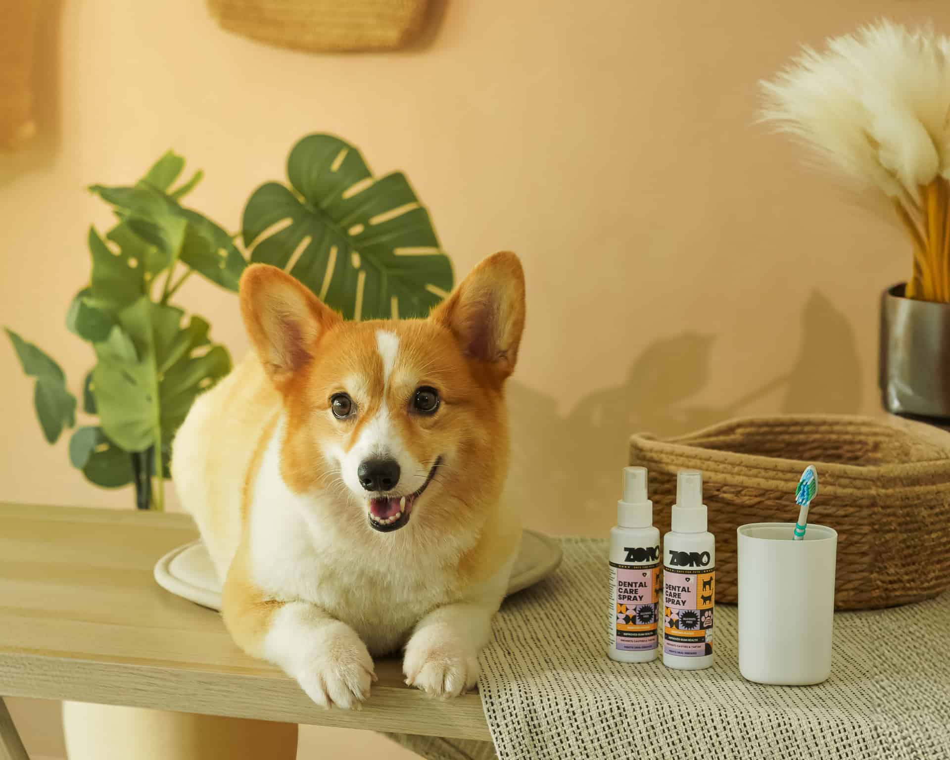 Paw-tecting Your Pets’ Oral Health: Why Pet Owners Should Prioritise Dental Care