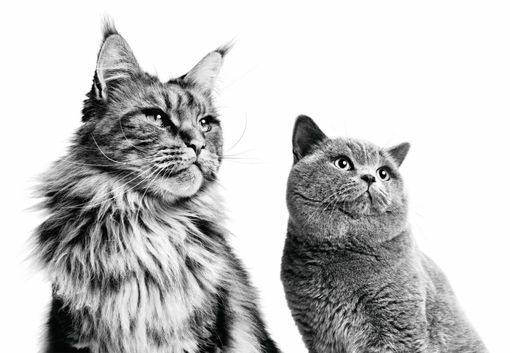 5 Signs Your Pet Is Living Their Best Life –And How You Can Help Keep It That Way!