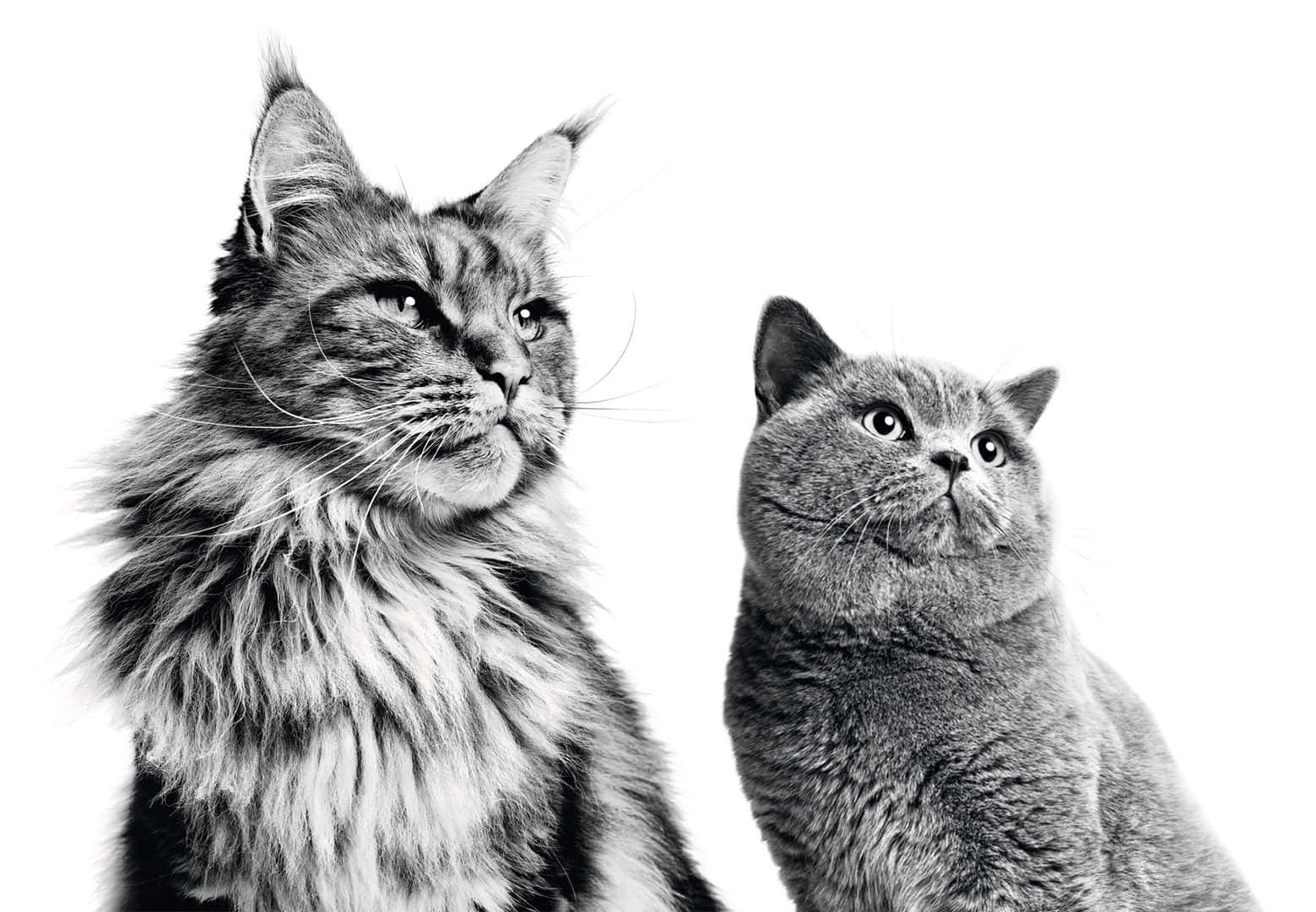 5 Signs Your Pet Is Living Their Best Life –And How You Can Help Keep It That Way!